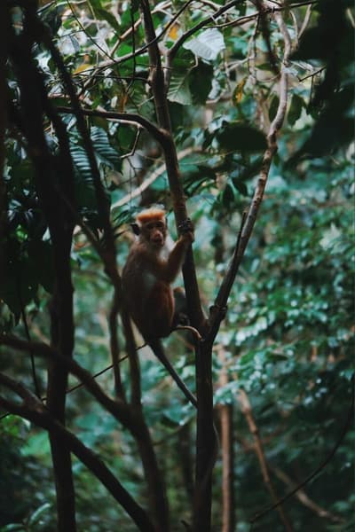 Sinharaja Forest Gate
