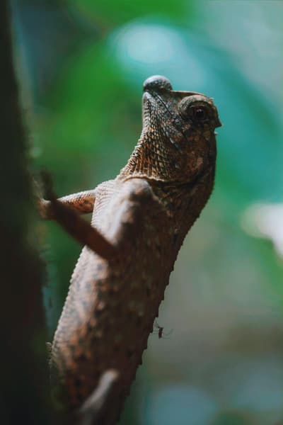 Sinharaja Forest Gate