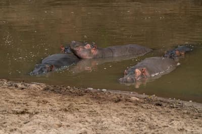 Olengoti Eco Safari Camp