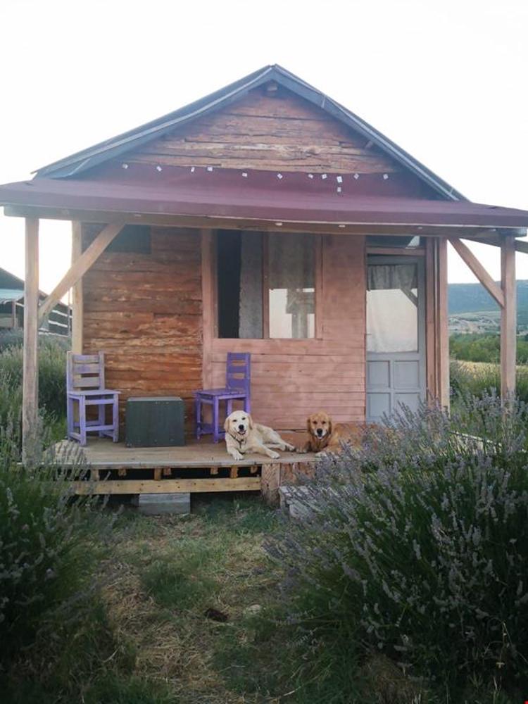 Panoramık Lavanta Çadırı