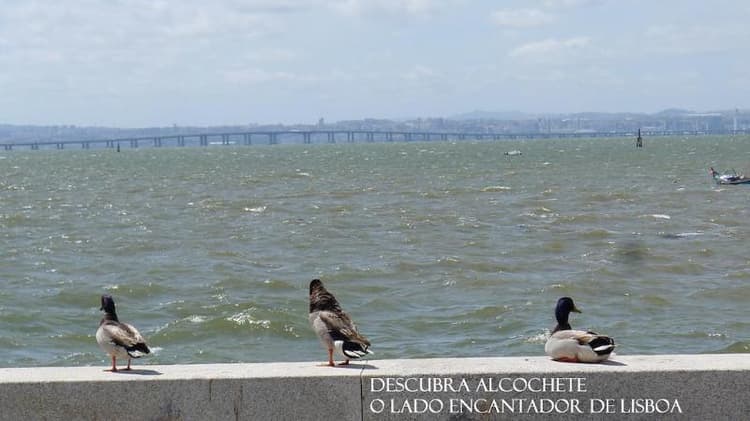 Al Foz