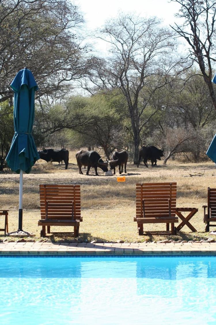 Mziki Safari Lodge