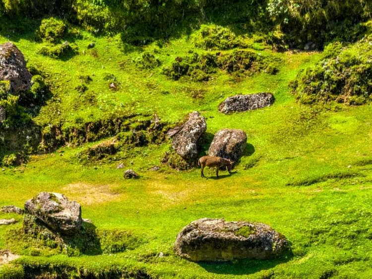 Wanchi Ija Eco Lodge By Ethiopian Skylight