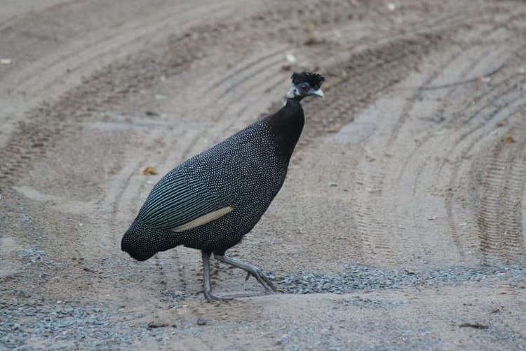 Gooderson Bushlands Game Lodge