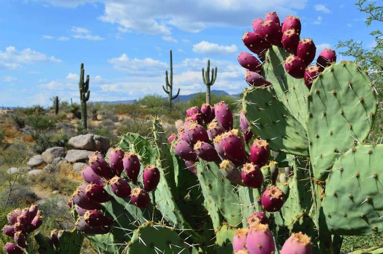 Boulders Resort & Spa Scottsdale, Curio Collection