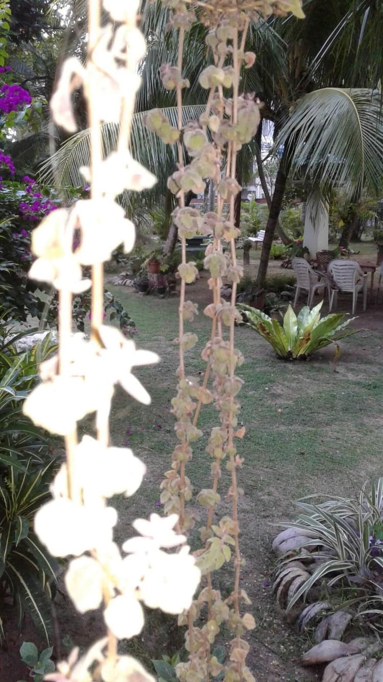 Paradise Beach Club Mirissa