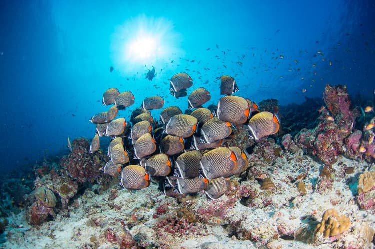 Palm Beach Island Resort & Spa Maldives