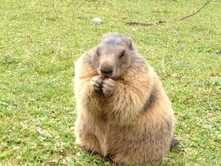 Hanneshof Resort - Hanneshof