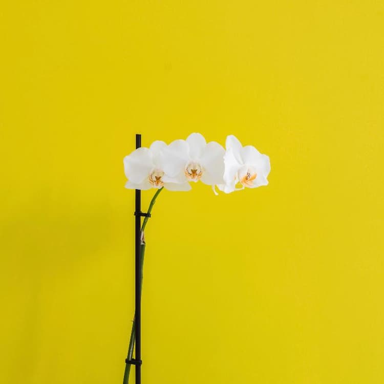 Iasonos Suites Athens