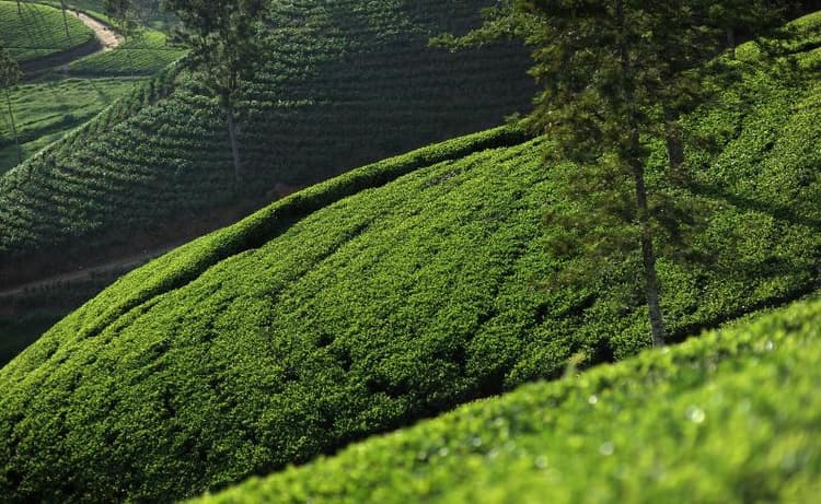 Ceylon Tea Trails All Inclusive