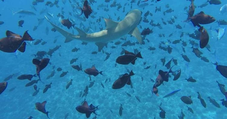 Bora Bora Holiday's Lodge and Villa