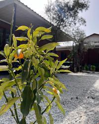 Kozalak Tatil Evleri