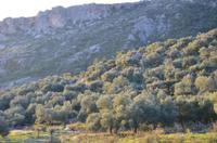 Camelion Guesthouse