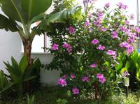 Flower Villa Apart