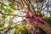 Secret Garden Bungalows & Tent Hotel