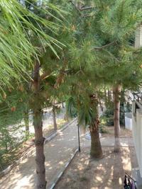 Palm Club Apart Otel