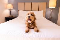 Sonesta Simply Suites Salt Lake City Airport