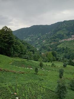 Merze Villa