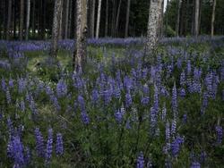 Iron Horse Resort