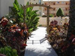 Los Ficus