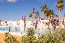 Sagitario Menorca Mar Apartamentos ( Only Adults )