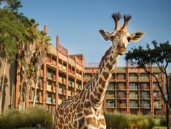 Disney's Animal Kingdom Lodge