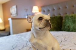 Best Western Plus Peppertree Airport Inn