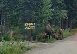 Denali Tri Valley Cabins
