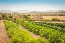 Finca Son Roig
