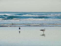 Hampton Inn Daytona Shores-Oceanfront