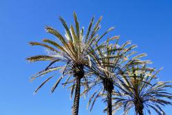 Golden Sails Hotel Long Beach