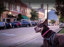 Best Western Monticello Gateway Inn