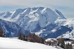 Alpenrose