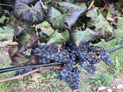 Finca Sa Plana