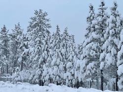 Pinewood Inn South Lake Tahoe