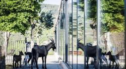 Camping & Bungalows Ligüerre de Cinca