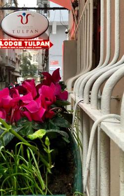 The House Of Tulpan