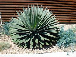 Agave Inn