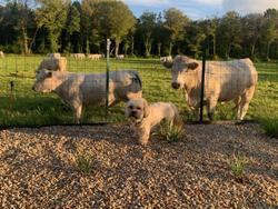 Brit Hotel Lannion-Perros