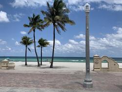 Hollywood Beach Seagull