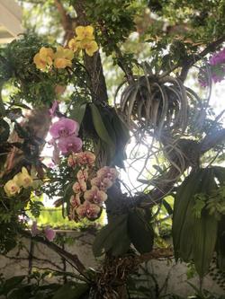 Orchid Key Inn