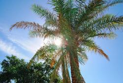 Oasis Resort Gulfport