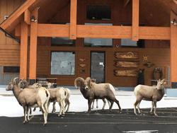 Yellowstone Village Inn And Suites