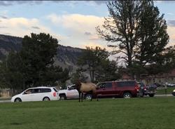 Yellowstone Village Inn And Suites