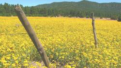 Elden Trails Bed And Breakfast
