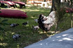 Fener Motel
