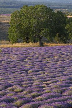 Ibis Budget Manosque Cadarache