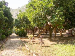 Saban Tree Houses