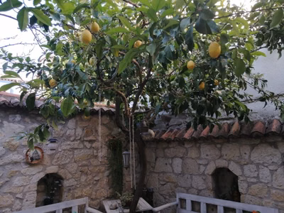 Kaktüshan Otel