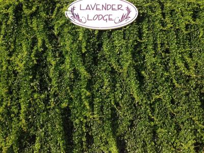 Lavenders Lodge